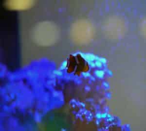 Fish Tank