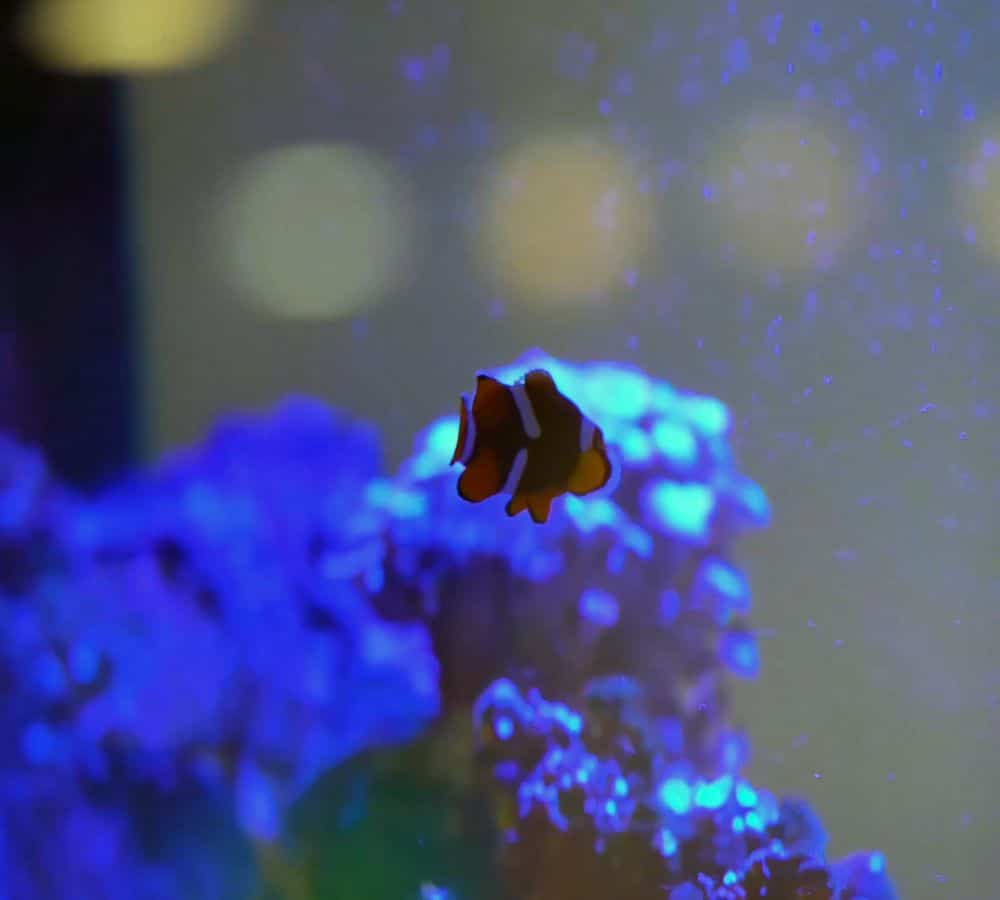 Fish Tank