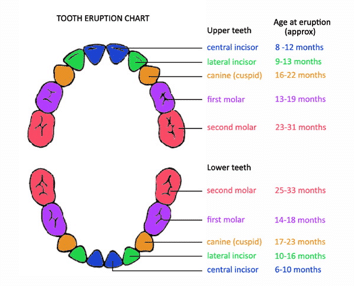 babyteethchart