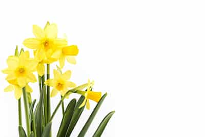 daffodil day raising awareness dental dangers