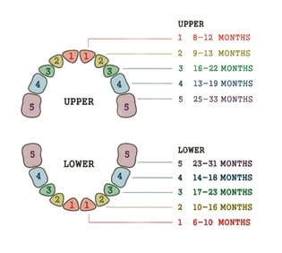 Teething 101: 4 Paediatric Dentist-Approved Ways to Soothe a Teething Baby 1 1