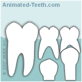Why Baby Teeth are Important 4 44