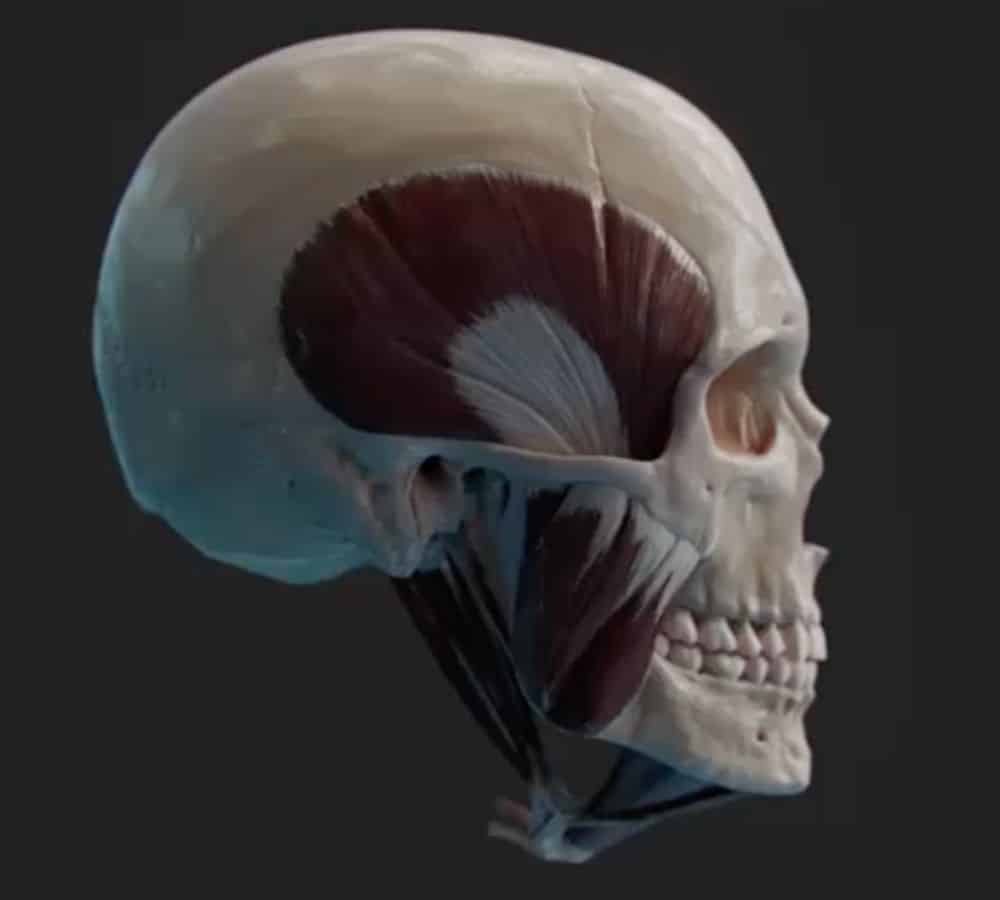 3D skull with muscle anatomy visible