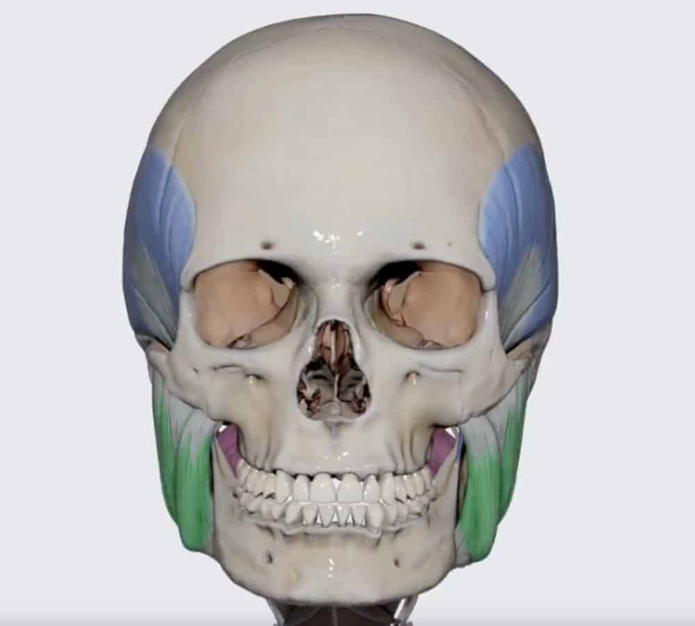 3D model of human skull anatomy